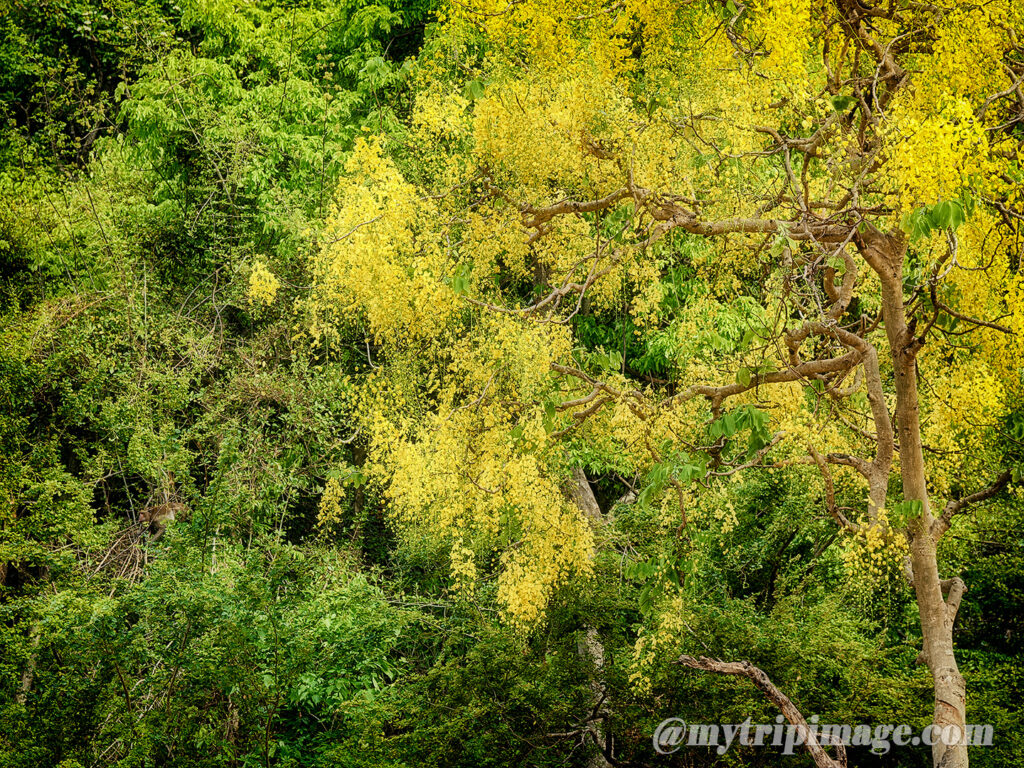 Golden shower tree (1)