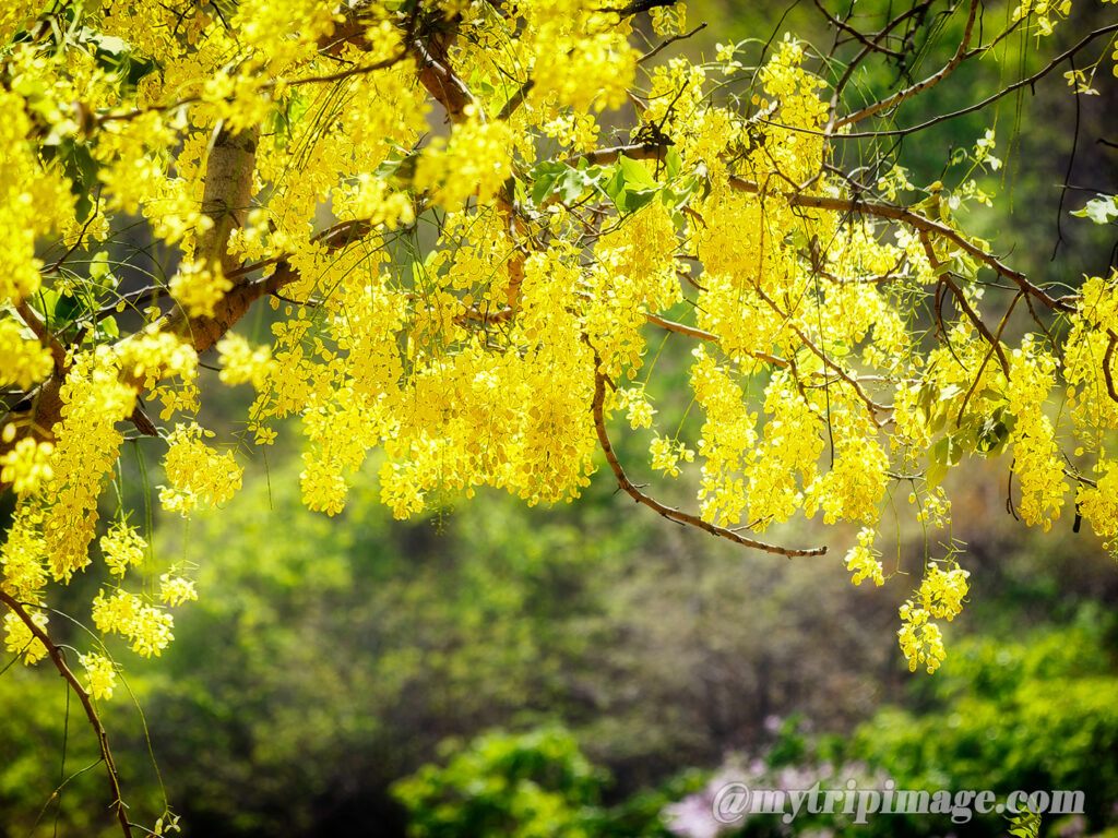 Golden shower tree (2)