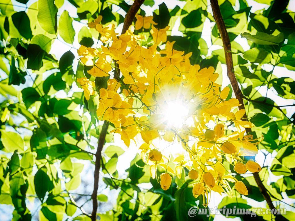Golden shower tree (3)