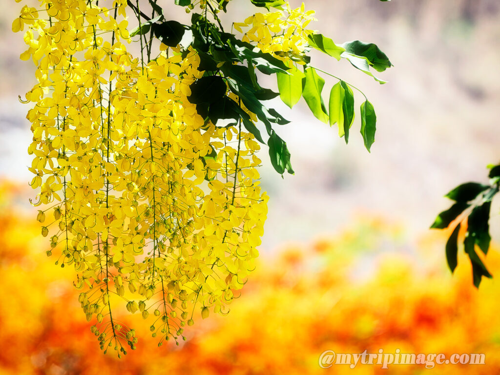 Golden shower tree (4)