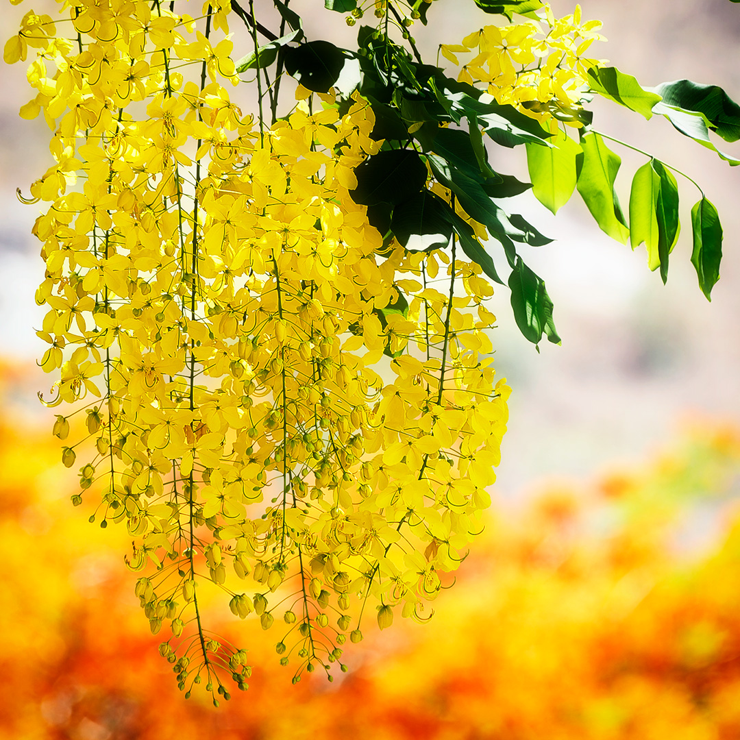 Golden shower tree