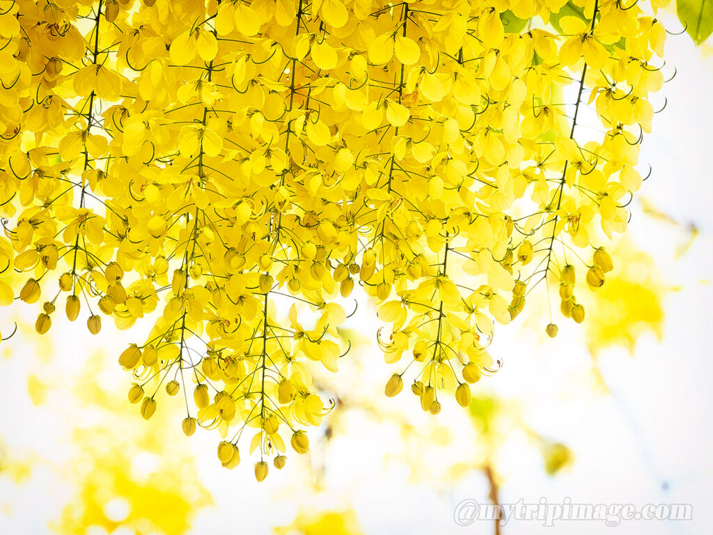 Golden shower tree (6)