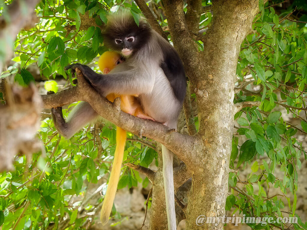 Dusky Leaf Monkey (1)