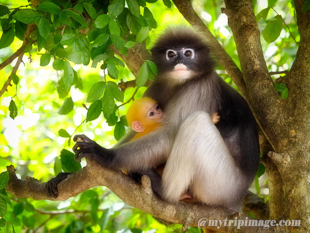 Dusky Leaf Monkey (2)