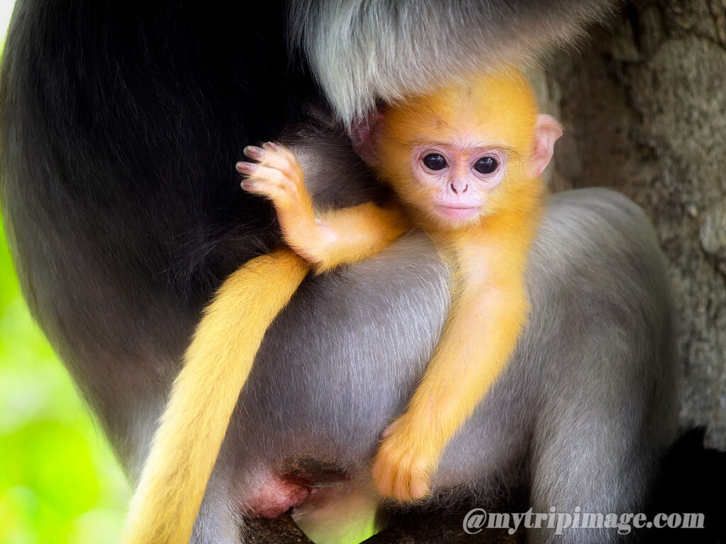 Dusky Leaf Monkey (3)