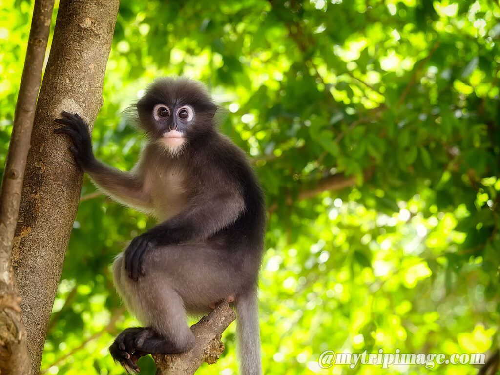 Dusky Leaf Monkey (5)