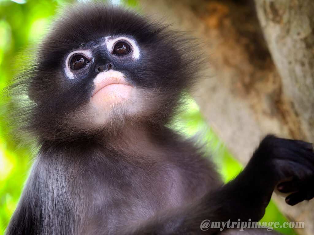 Dusky Leaf Monkey (6)