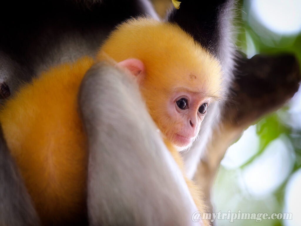 Dusky Leaf Monkey (7)