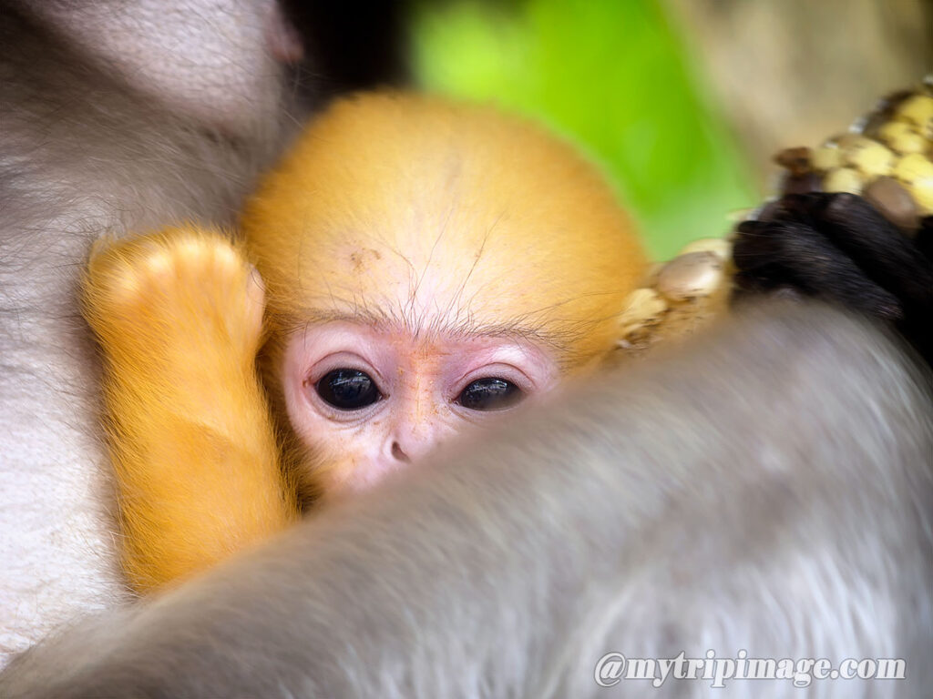 Dusky Leaf Monkey (8)