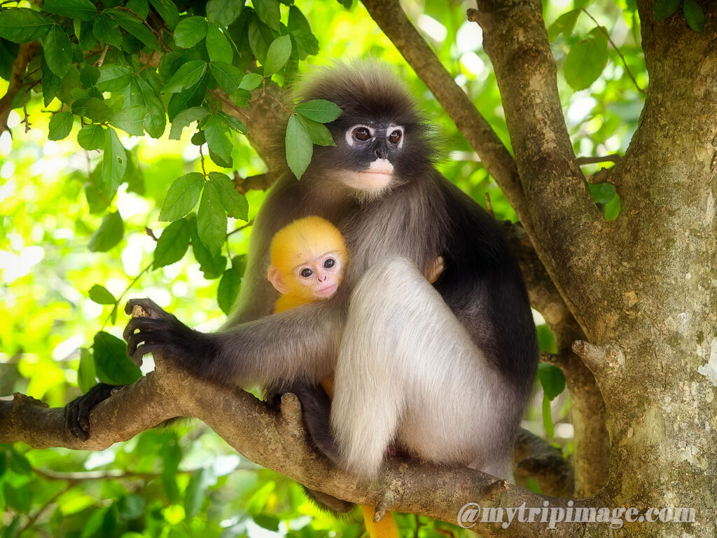 Dusky Leaf Monkey (9)