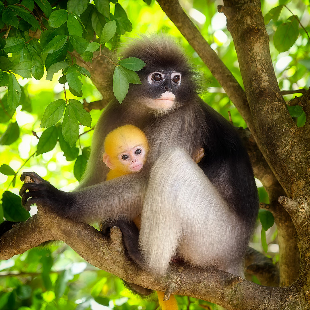 Dusky Leaf Monkey