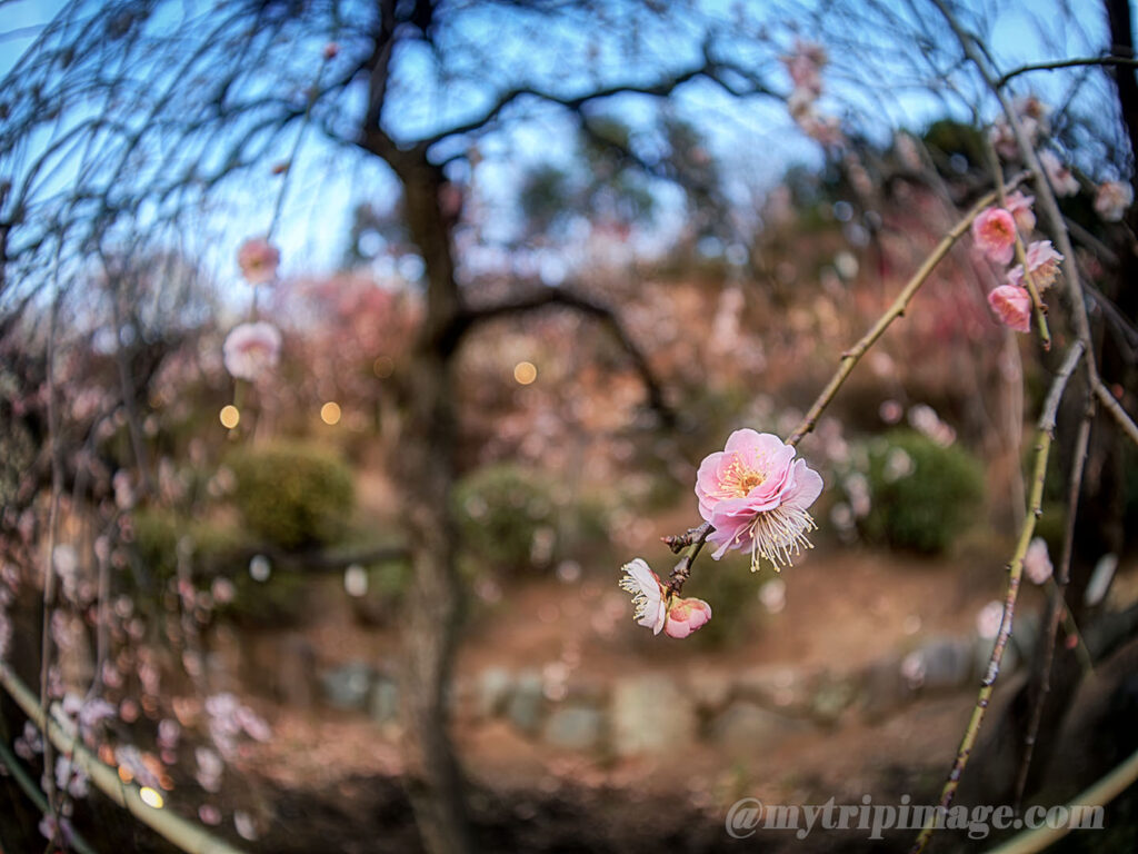 Ikegami Plum Garden (2)