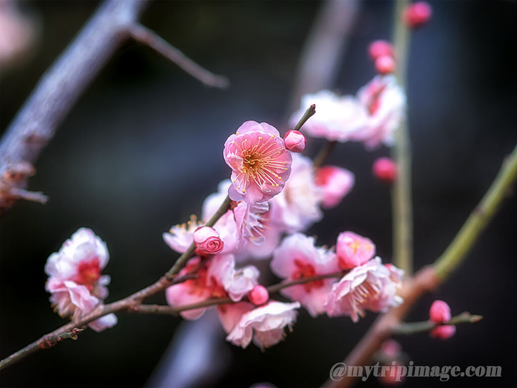 Ikegami Plum Garden (3)
