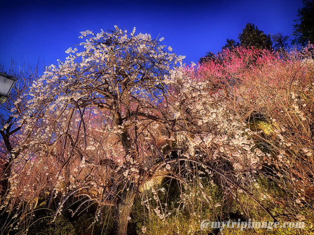 Ikegami Plum Garden (4)