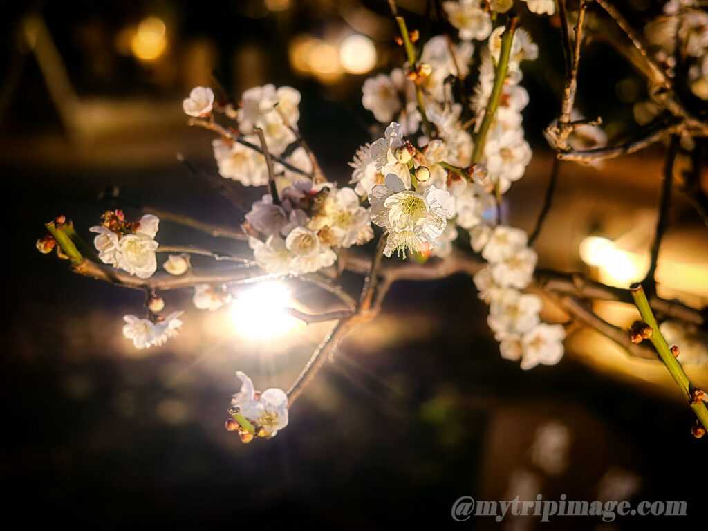 Ikegami Plum Garden (6)