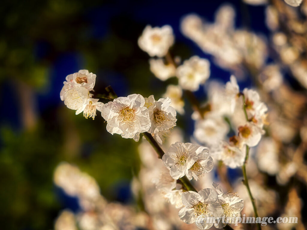 Ikegami Plum Garden (7)