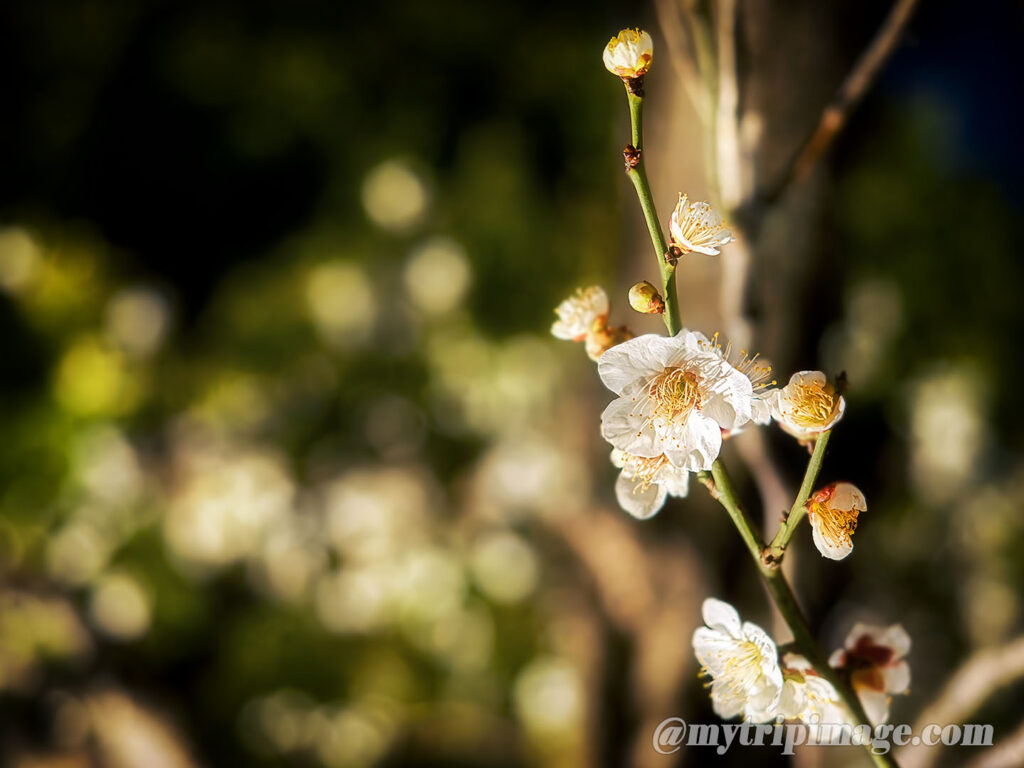 Ikegami Plum Garden (8)
