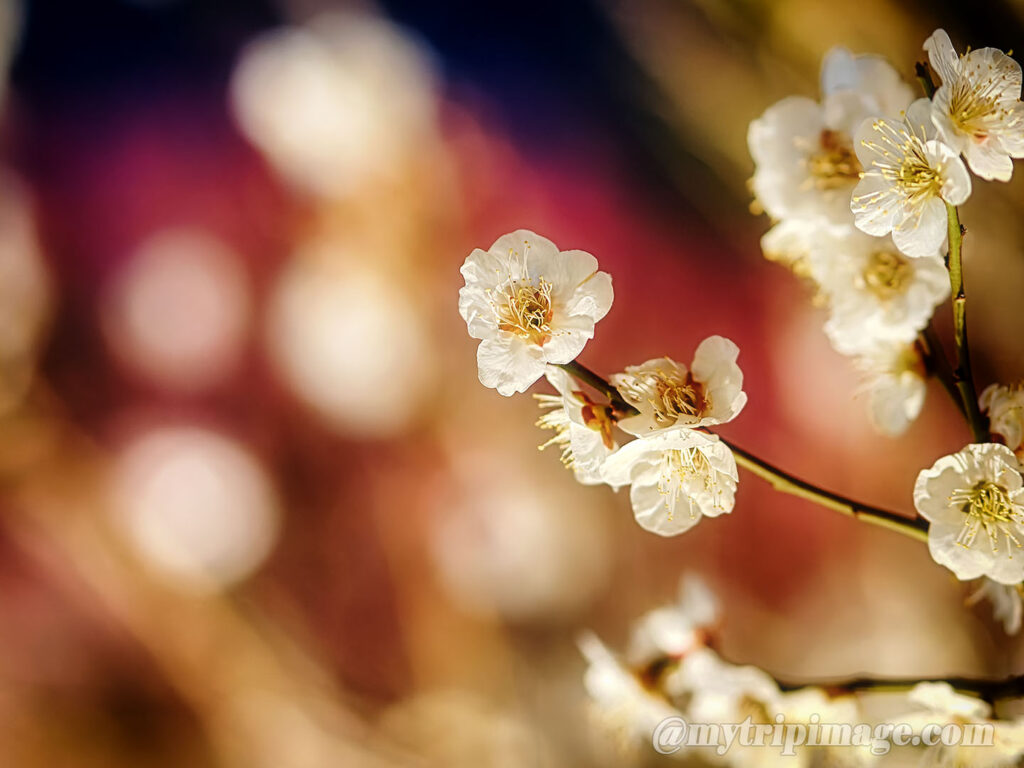 Ikegami Plum Garden (9)