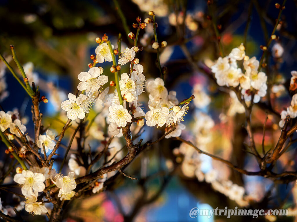 Ikegami Plum Garden (10)