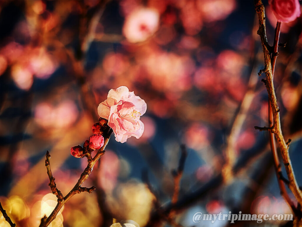 Ikegami Plum Garden (11)