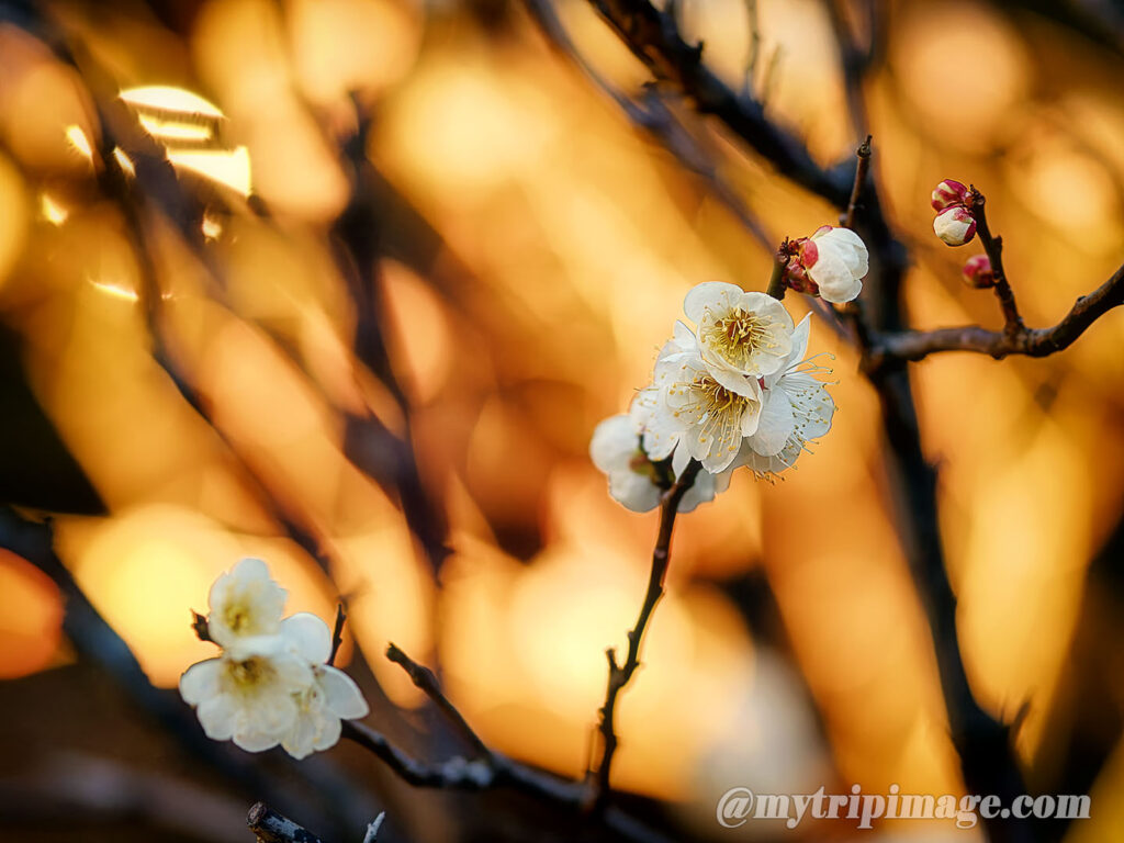 Ikegami Plum Garden (12)