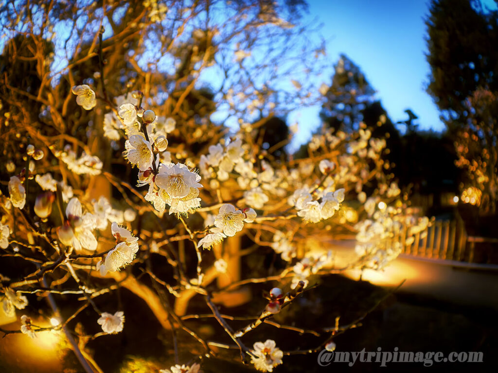 Ikegami Plum Garden (13)