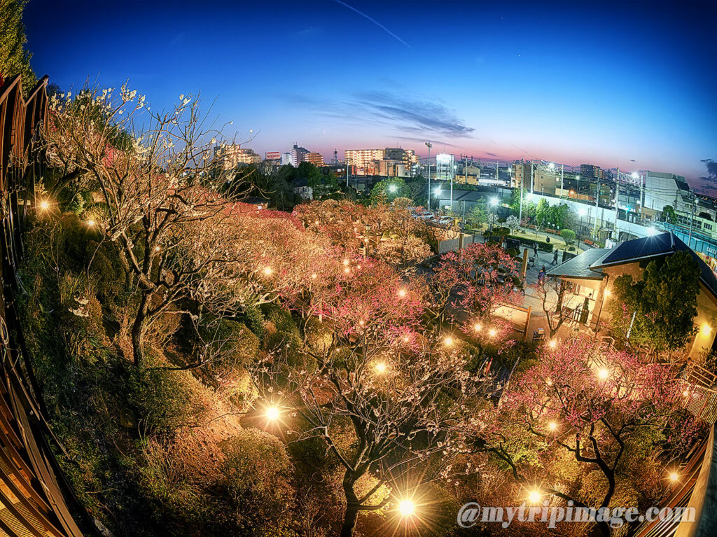 Ikegami Plum Garden (14)