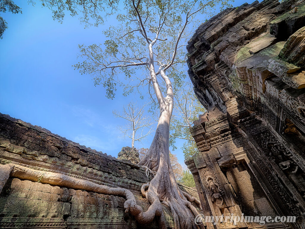 Ta Prohm (9)