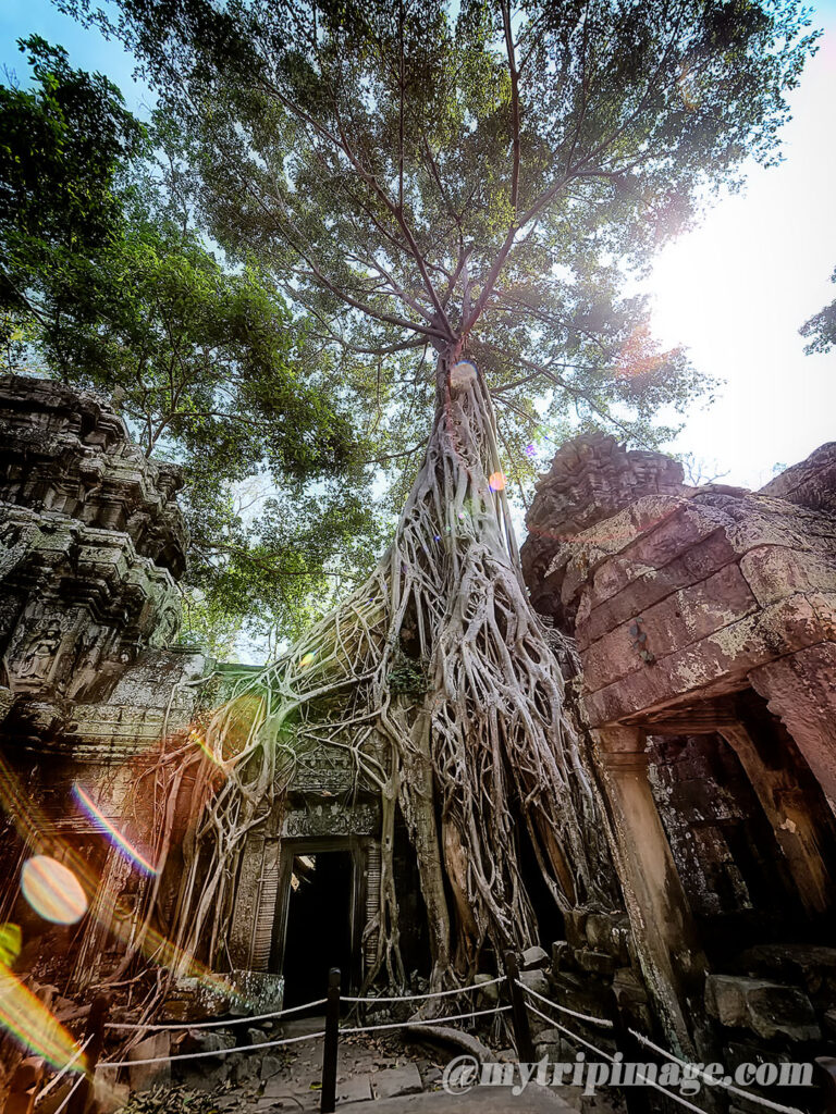 Ta Prohm (12)