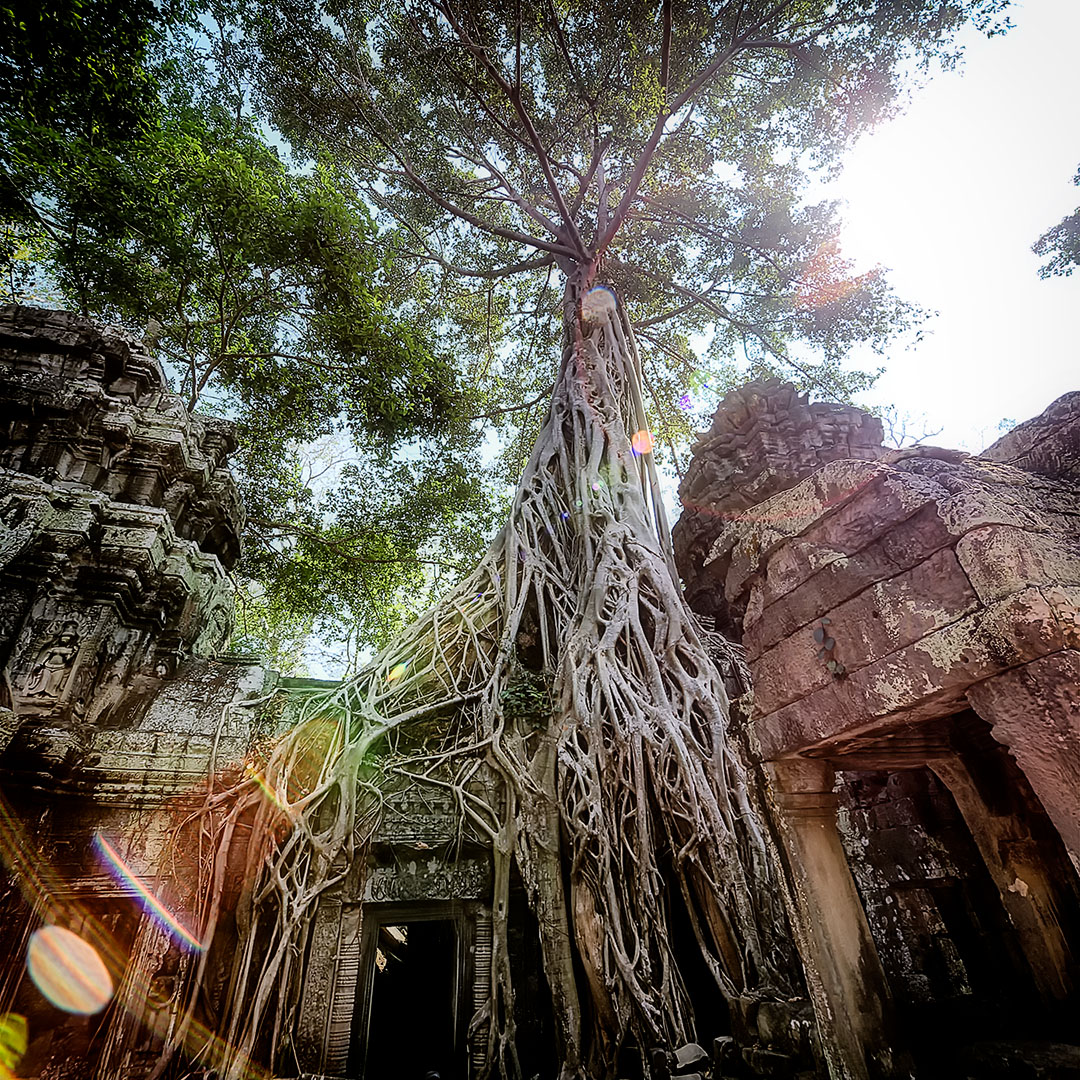 Ta Prohm Temple