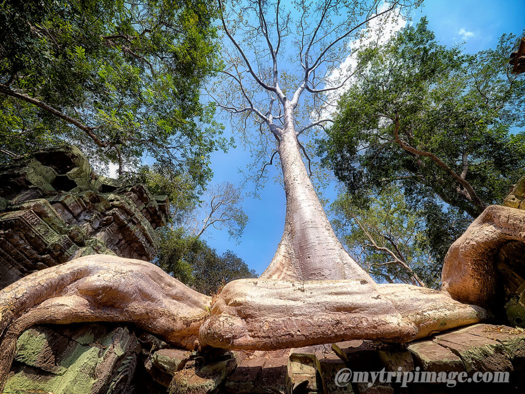Ta Prohm (14)